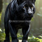 Infernal Black Panther Familiar - Spirit Companion for protection, justice and revenge - My Store
