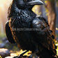Raven Familiar - Elemental Spirit Companion TheAncientCovenantOfMagick