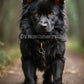 Hellhound Puppy - Spirit Companion to raise and train yourself for protection, justice and revenge - My Store